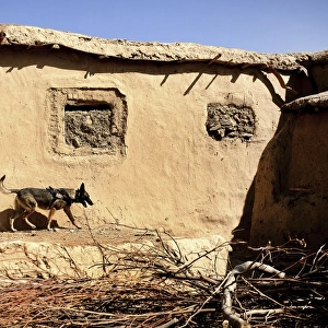 A U. S. Air Force K-9 searches for home-made explosives in an Afghan village
