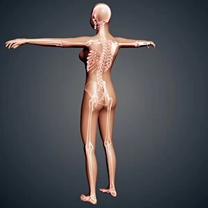 Back view of female body with skeletal system superimposed