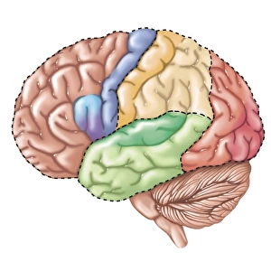 Side view of the human brain showing the functional lobes