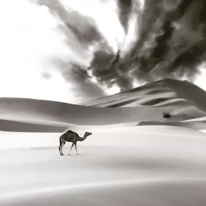 Camel and Dune