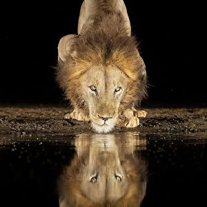 Lion drinking at night