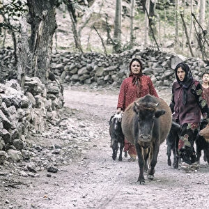 Tajik women and livestock on the way from pastures