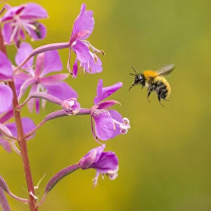 Bumblebee, (Bombus spp), in flight near rosebay willowherb flower, Scotland, UK, August