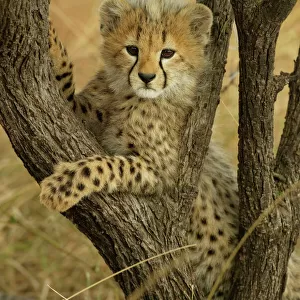 Cheetah cub in acacia tree {Acinonyx jubatus} Masai Mara, Kenya