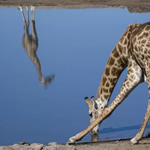 Common giraffe (Giraffa tippelskirchi) bending to drink at a waterhole, with another