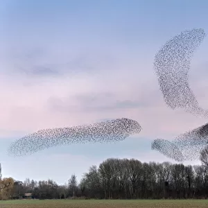 Common starling (Sturnus vulgaris) murmuration, flocks gathering above trees before