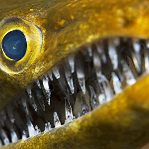 Fangtooth moray (Enchelycore anatina), close up of eye and open mouth with teeth. Tenerife