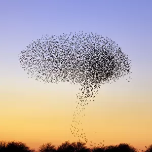 Flock of Common Starling (Sturnus vulgaris) gathering before landing at winter roost