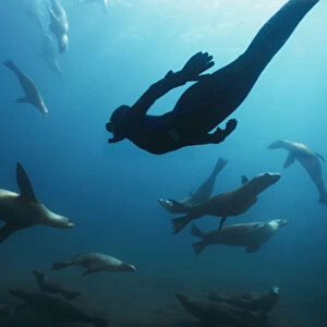 Free diver swimming amongst Californian sealions (Zalophus californianus) Anacapa Island