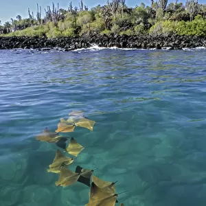 Golden cownose rays (Rhinoptera steindachnyri) schooling in sheltered mangrove lagoon