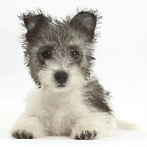 Jack Russell x Westie puppy age 12 weeks