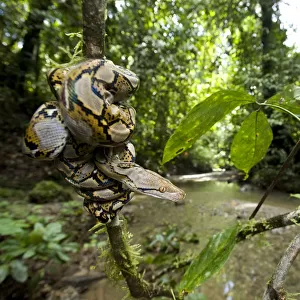 Reticulated Python Related Images