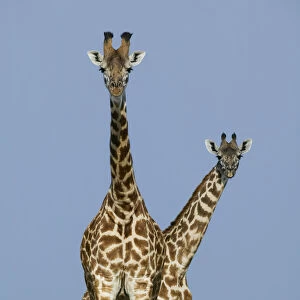 Masai Giraffe (Giraffa camelopardalis tippelskirchi) male and female (back)