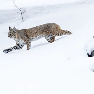 North American bobcat (Lynx rufus) striding through deep snow. Madison River Valley