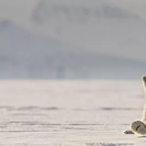 Polar bear (Ursus maritimus) cub on ice, Svalbard, Norway