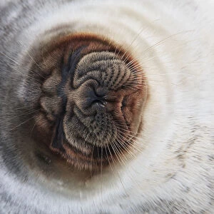 Ringed seal (Pusa hispida) close-up of face, Spitsbergen, Svalbard, Norway, March