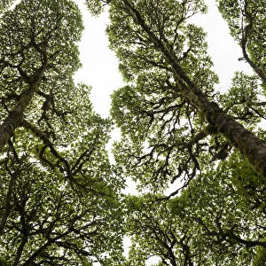 Scalesia forest canopy (Scalesia pendunculata), Los Gemelos, Santa Cruz Highlands