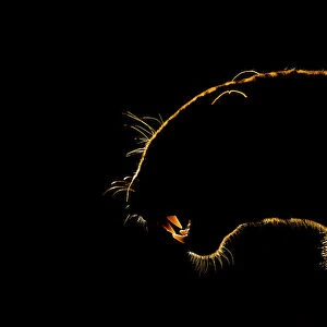 Silhouette of an African leopard (Panthera pardus pardus) snarling, Mkuze, South Africa