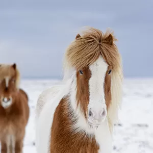 Skewbald and chestnut Icelandic horses in the snow, Snaefellsnes Peninsula, Iceland
