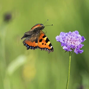 Small Tortoise-shell butterfly (Aglais urtica) in flight, , with flower, Bavaria, Germany