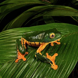 Sylvia's tree frog (Cruziohyla sylviae), Veragua rainforest, Costa Rica
