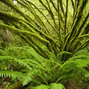 Temperate rainforest with Vine maple (Acer circinatum) and fern, Golden Ears provincial park