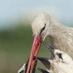 White stork (Ciconia ciconia) feeding three chicks, Prypiat area, Turov, Belarus