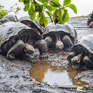 Mud Turtles
