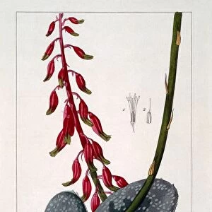 Aloe lingua, pub. 1836. Creator: Panacre Bessa (1772-1846)
