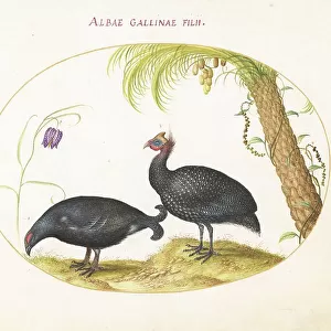 Guineafowl Related Images