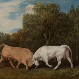 Bulls Fighting, 1786. Creator: George Stubbs