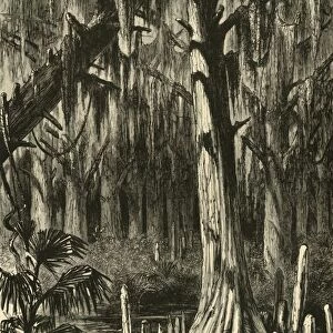 Cypress-Swamp, 1872. Creator: J. G. Smithwick