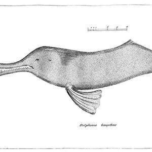 Delphinus Gangeticus (Ganges River Dolphin), 1799