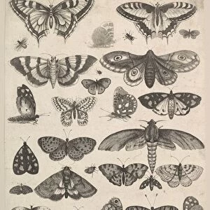Forty-one Insects, including moths and butterflies, 1625-77. Creator: Wenceslaus Hollar