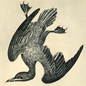 Gannet, 1799, (1946). Creator: Moses Griffiths
