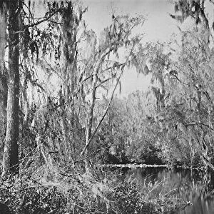 On Governors Creek, Ocklawaha River, Florida, c1897. Creator: Unknown