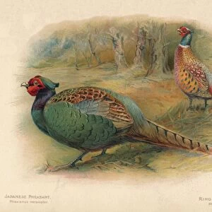 Japanese Pheasant (Phasaianus versicolor), Ring-Necked Pheasant (Phasaianus torquatus), 1900, (190 Artist: Charles Whymper