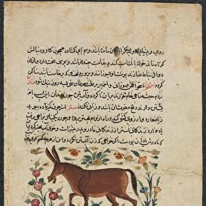 Khar (Ass), from a Nuzhat-nama-yi alai (Excellent Book of Counsel)... 1400s. Creator: Unknown