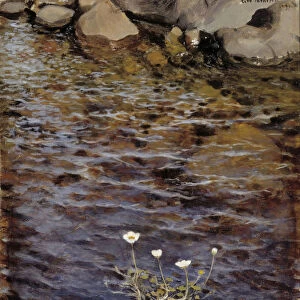 Pond Water Crowfoot, 1895