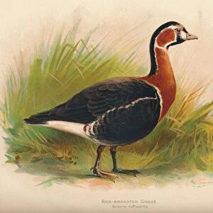 Red-Breasted Goose (Branta ruficollis), 1900, (1900). Artist: Charles Whymper