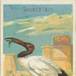 Sacred Ibis, from the Birds of the Tropics series (N5) for Allen &