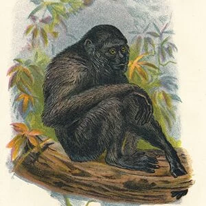 The Siamang Gibbon, 1897. Artist: Henry Ogg Forbes