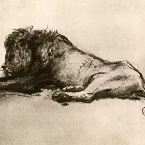 Study of a Lion, 1913. Artist: Rembrandt Harmensz van Rijn