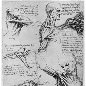 Study of shoulder joints, 1510-1511 (1954). Artist: Leonardo da Vinci