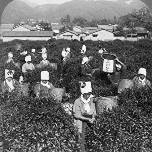 Tea-picking in Uji, Japan, 1904. Artist: Underwood & Underwood