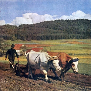 Tilling, Germany, 1943