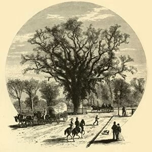 Washington Elm, Cambridge, 1874. Creator: John J. Harley