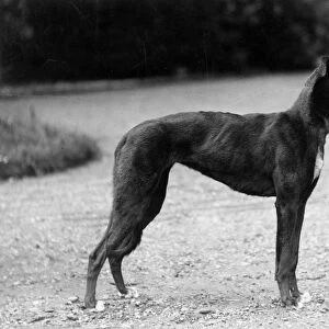 Fall / Greyhound / 1927