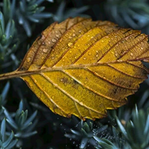 An alder leaf fallen into a flower garden; Astoria, Oregon, United States of America