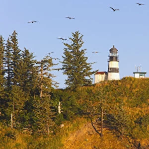 Birds In Flight Over Cape Disappointment Lighthouse; Ilwaco, Washington, United States of America